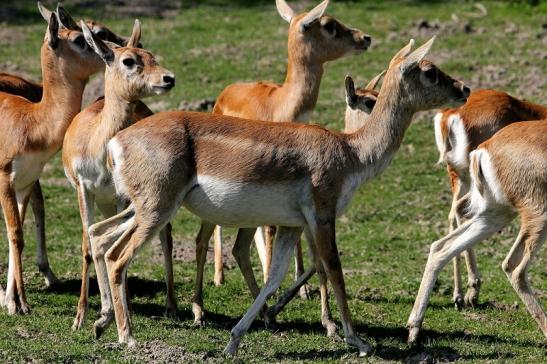 Hirschziegenantilope Opel Zoo Kronberg 2015