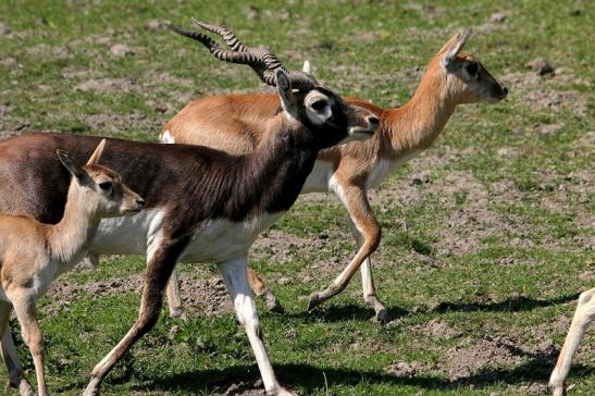 Hirschziegenantilope Opel Zoo Kronberg 2015