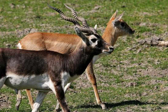 Hirschziegenantilope Opel Zoo Kronberg 2015