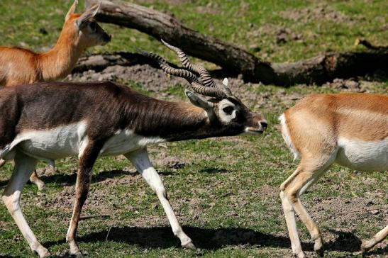 Hirschziegenantilope Opel Zoo Kronberg 2015