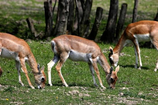 Hirschziegenantilope Opel Zoo Kronberg 2015