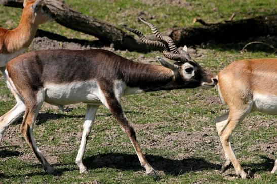 Hirschziegenantilope Opel Zoo Kronberg 2015