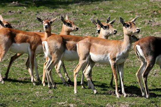 Hirschziegenantilope Opel Zoo Kronberg 2015