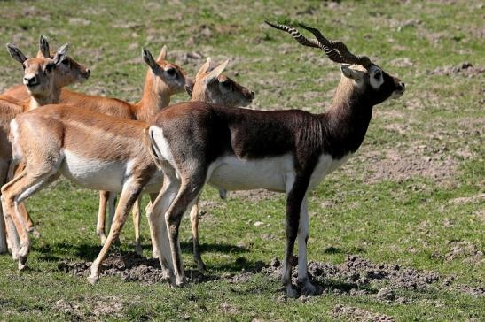 Hirschziegenantilope Opel Zoo Kronberg 2015