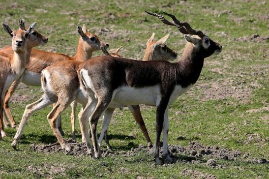 Hirschziegenantilope Opel Zoo Kronberg 2015