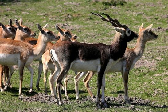 Hirschziegenantilope Opel Zoo Kronberg 2015