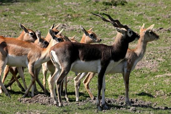 Hirschziegenantilope Opel Zoo Kronberg 2015