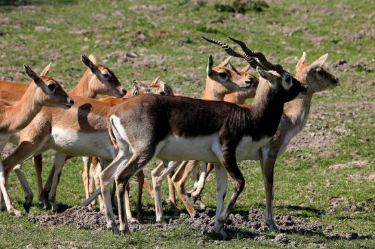 Hirschziegenantilope Opel Zoo Kronberg 2015