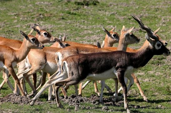 Hirschziegenantilope Opel Zoo Kronberg 2015