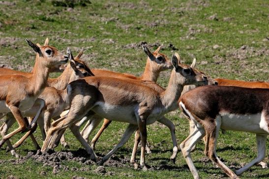 Hirschziegenantilope Opel Zoo Kronberg 2015