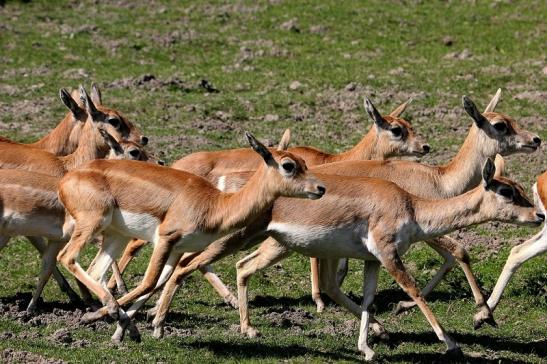 Hirschziegenantilope Opel Zoo Kronberg 2015