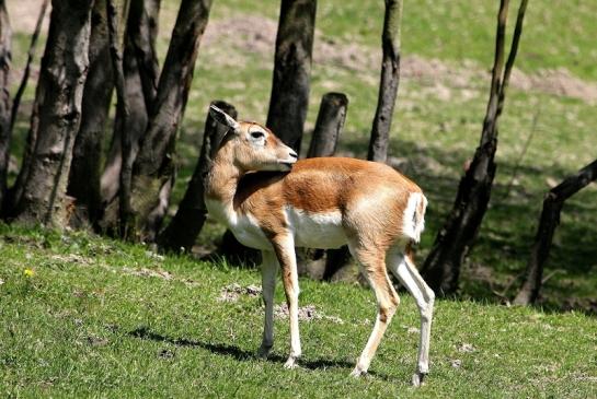 Hirschziegenantilope Opel Zoo Kronberg 2015