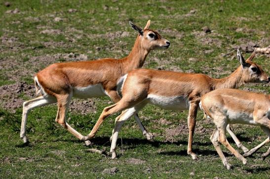 Hirschziegenantilope Opel Zoo Kronberg 2015