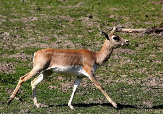 Hirschziegenantilope Opel Zoo Kronberg 2015