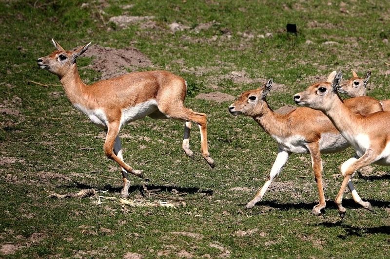Hirschziegenantilope Opel Zoo Kronberg 2015