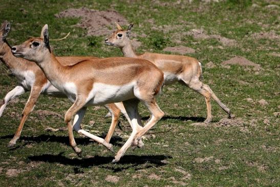 Hirschziegenantilope Opel Zoo Kronberg 2015