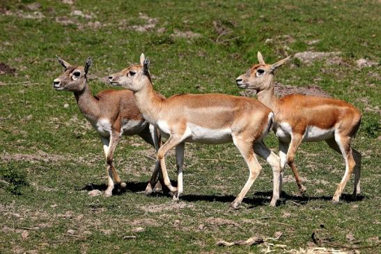 Hirschziegenantilope Opel Zoo Kronberg 2015