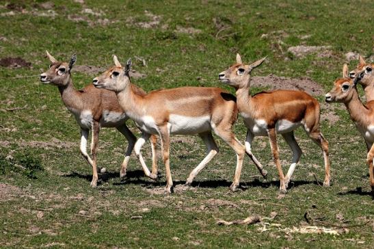 Hirschziegenantilope Opel Zoo Kronberg 2015