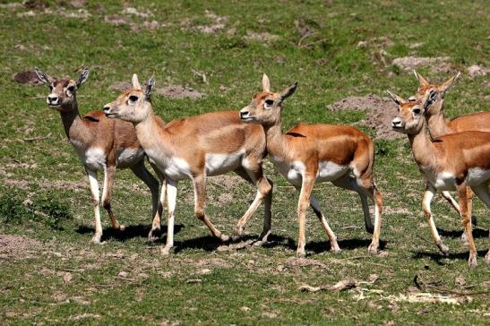 Hirschziegenantilope Opel Zoo Kronberg 2015