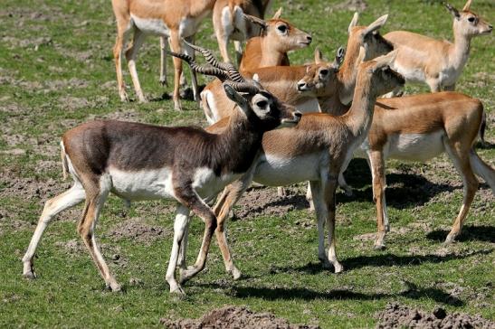 Hirschziegenantilope Opel Zoo Kronberg 2015