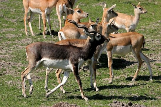 Hirschziegenantilope Opel Zoo Kronberg 2015