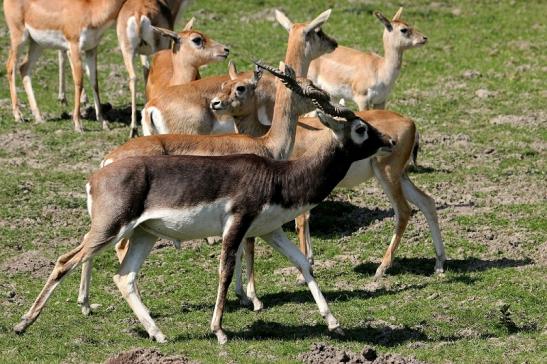 Hirschziegenantilope Opel Zoo Kronberg 2015