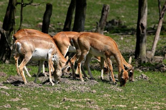 Hirschziegenantilope Opel Zoo Kronberg 2015