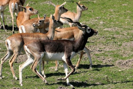 Hirschziegenantilope Opel Zoo Kronberg 2015