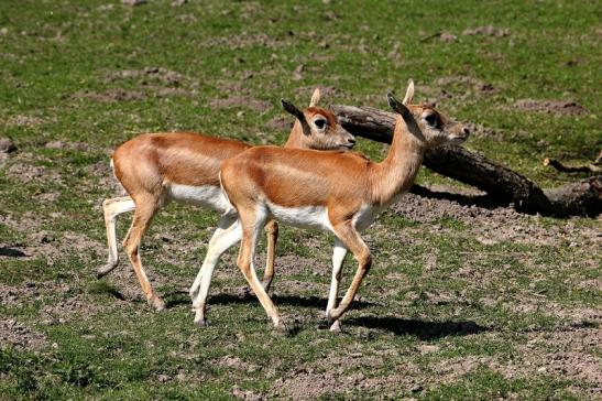 Hirschziegenantilope Opel Zoo Kronberg 2015