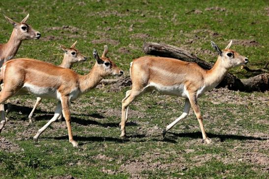 Hirschziegenantilope Opel Zoo Kronberg 2015