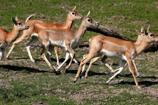 Hirschziegenantilope Opel Zoo Kronberg 2015