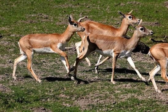 Hirschziegenantilope Opel Zoo Kronberg 2015