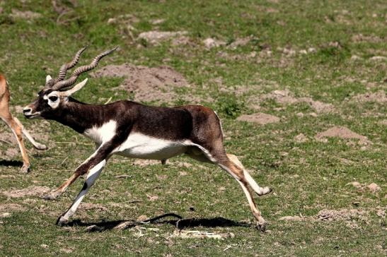 Hirschziegenantilope Opel Zoo Kronberg 2015