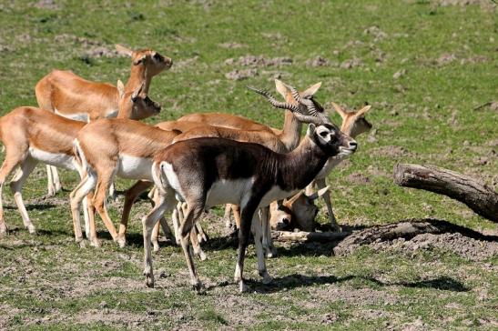 Hirschziegenantilope Opel Zoo Kronberg 2015