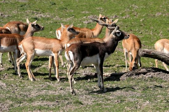 Hirschziegenantilope Opel Zoo Kronberg 2015