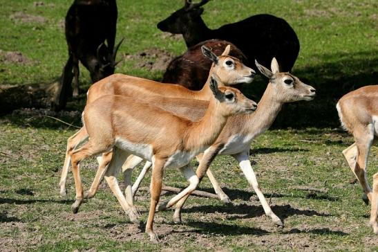 Hirschziegenantilope Opel Zoo Kronberg 2015