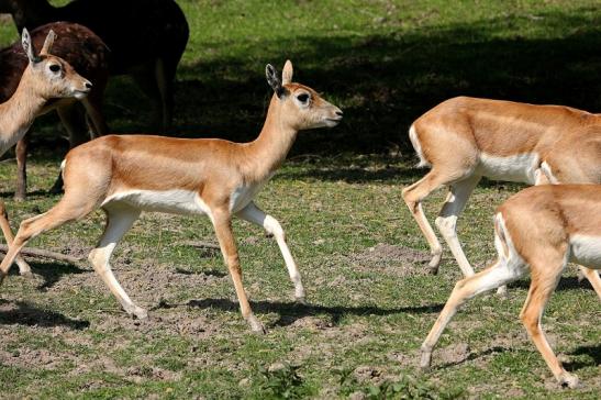 Hirschziegenantilope Opel Zoo Kronberg 2015