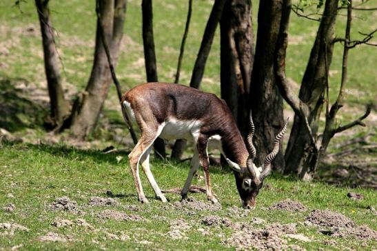 Hirschziegenantilope Opel Zoo Kronberg 2015