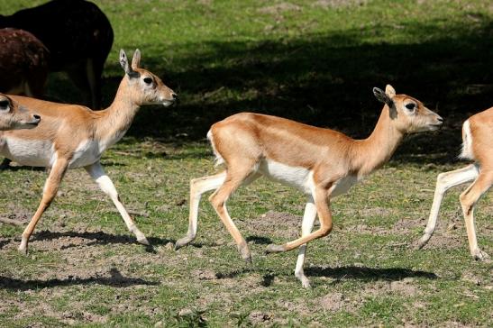 Hirschziegenantilope Opel Zoo Kronberg 2015