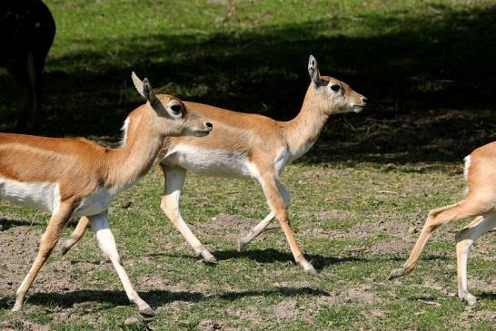 Hirschziegenantilope Opel Zoo Kronberg 2015