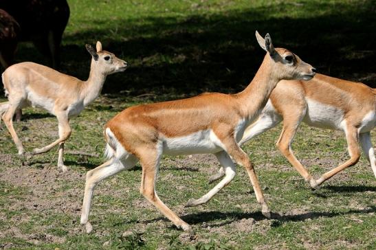 Hirschziegenantilope Opel Zoo Kronberg 2015