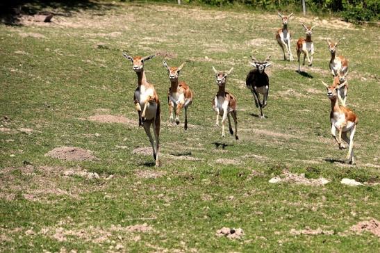 Hirschziegenantilope Opel Zoo Kronberg 2015