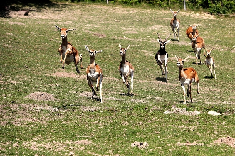 Hirschziegenantilope Opel Zoo Kronberg 2015