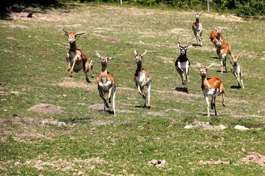 Hirschziegenantilope Opel Zoo Kronberg 2015