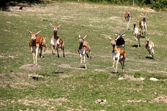 Hirschziegenantilope Opel Zoo Kronberg 2015