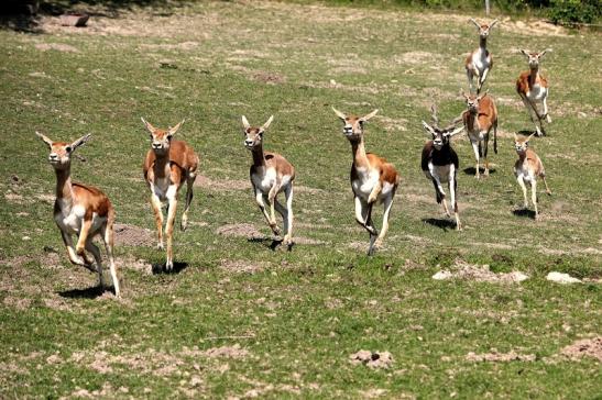 Hirschziegenantilope Opel Zoo Kronberg 2015