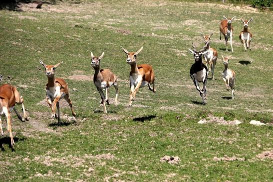 Hirschziegenantilope Opel Zoo Kronberg 2015