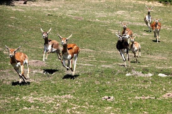 Hirschziegenantilope Opel Zoo Kronberg 2015