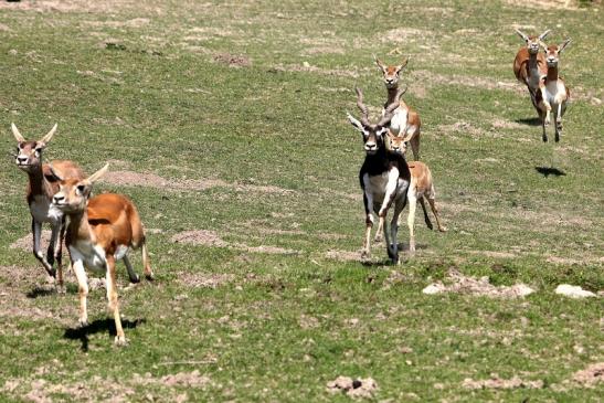 Hirschziegenantilope Opel Zoo Kronberg 2015