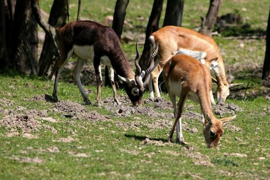 Hirschziegenantilope Opel Zoo Kronberg 2015